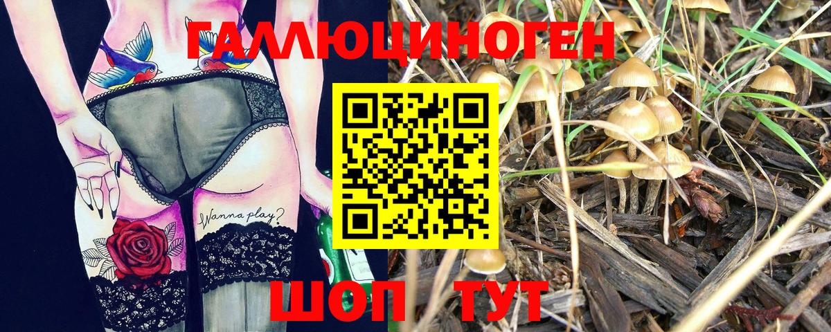 Псилоцибиновые грибы Psilocybe  Грозный 